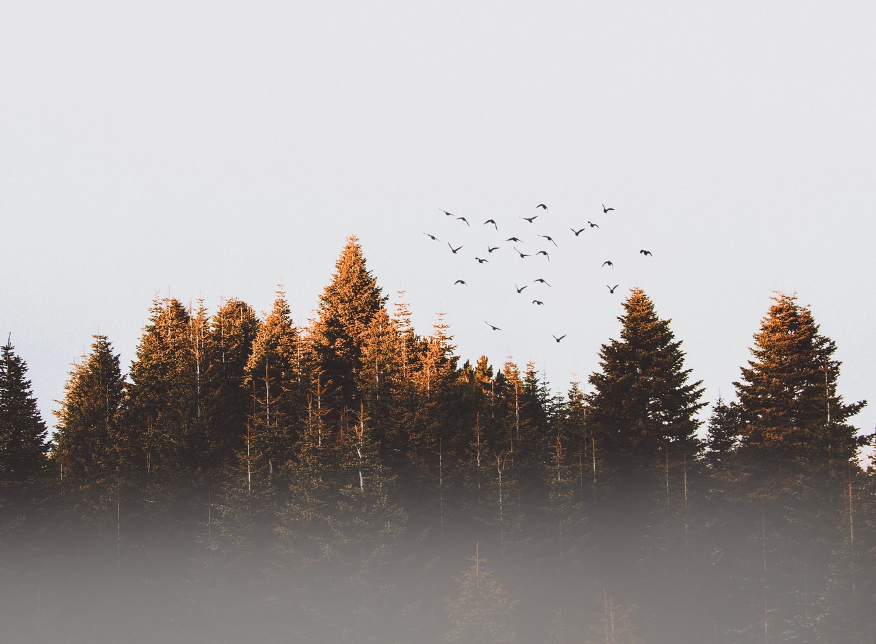 A flock of birds fly over trees.